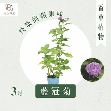 【拈花微笑】藍冠菊｜3吋｜香草植物｜食用植物｜調味料｜泡茶飲用｜沙拉｜甜點｜藥用｜精油｜觀賞