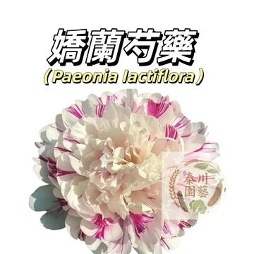 台灣現貨（嬌蘭芍藥花種子 SY-17）四季可種植 庭院陽台盆栽非牡丹 粉白色係重辦濃香型多年生觀賞花卉耐熱大花型花卉種籽