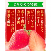 朝摘み完熟 まりひめ 約 1.2kg（300g前後×4トレイ） 池田鹿蔵農園@日高町（池田農園株式会社）《1月上旬-5月中旬頃より順次出荷》和歌山県 日高町 まりひめ いちご 苺