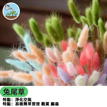 🐇【萌系園藝】兔尾草種子 貓尾草/寵物友善 乾燥花 不凋花 DIY材料 庭院盆栽 易種好照顧 耐熱耐旱 台灣現貨