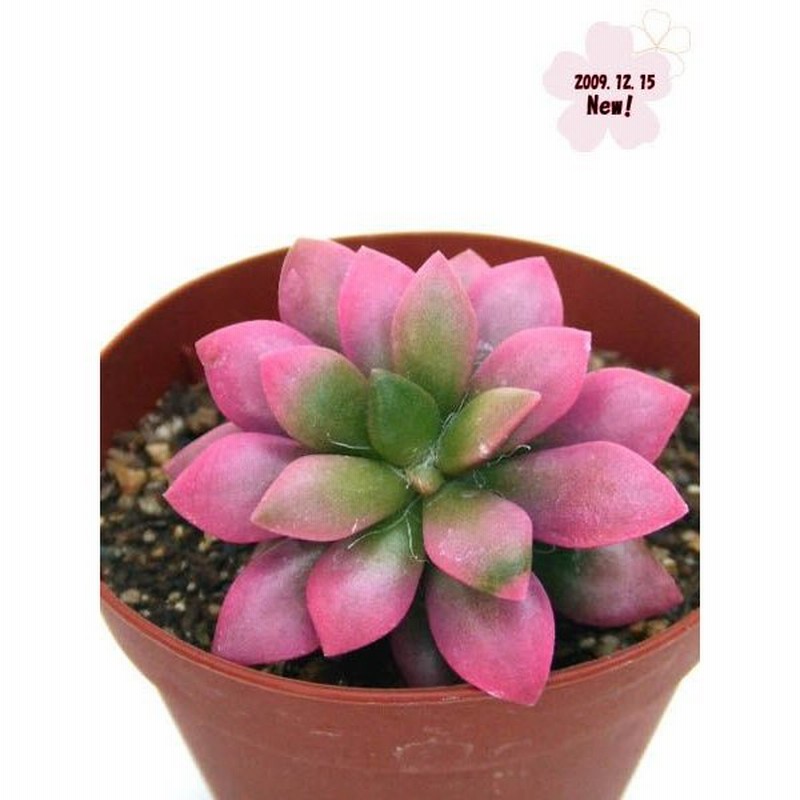 桜吹雪 通販 Lineポイント最大0 5 Get Lineショッピング