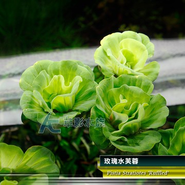 【AC草影】玫瑰水芙蓉【一株】漂浮水草 吸收水中養分 避免藻類 除藻 水草 不用co2 陽性水草 水草造景
