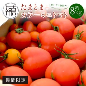"たまとま"＋カラーミニトマト(約8kg)《 野菜 トマト ミニトマト カラートマト 期間限定 送料無料 おすすめ 美味しい セット とまと ふるさと納税 》