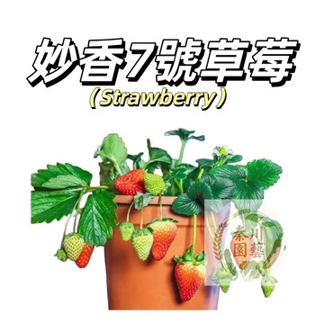 嘉義現貨（妙香七號草莓種子CM-22） 妙香草莓~大果紅草莓高產~暴甜多汁~改良品種~非常高產好養