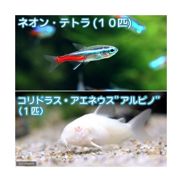 熱帯魚 ネオンテトラ １０匹 コリドラス アエネウスアルビノ １匹 北海道 九州 沖縄航空便要保温 通販 Lineポイント最大0 5 Get Lineショッピング