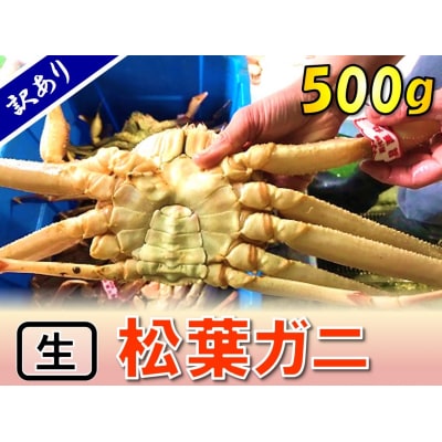 足1本なし生松葉ガニ(並500g)訳あり