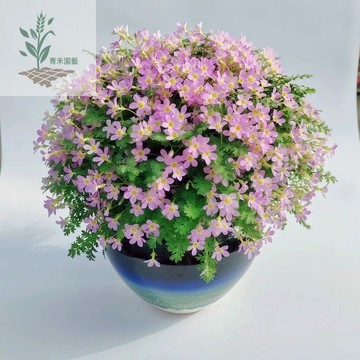 🔥青禾園藝（10款顏色芝櫻種子）芝櫻花種子福祿考 開花不斷 柃木種子 易種易活 陽臺 庭院 種植花海種子