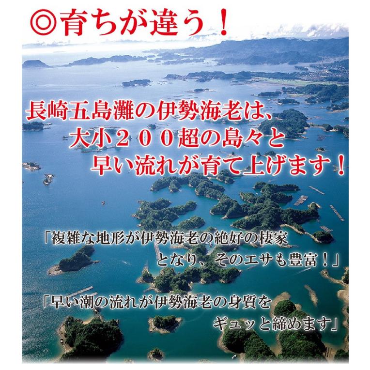 産直 長崎産天然活伊勢海老 大サイズ 600g前後2尾　(1尾約30cm) 送料無料 お祝い 贈答用