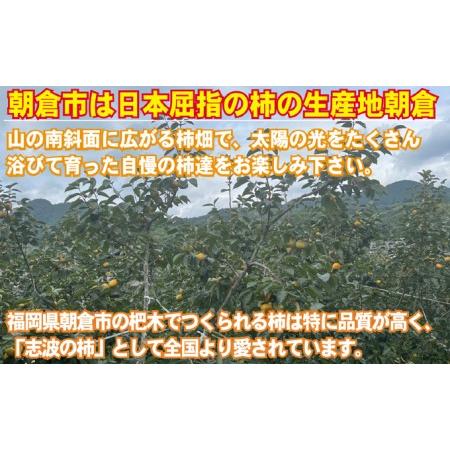 ふるさと納税 2023年先行予約 志波の富有柿 M〜2Lサイズ×約12個入（冷蔵）※配送不可：離島 福岡県朝倉市