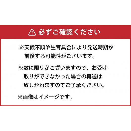 ふるさと納税 北海道 旭川市 朝採り グリーンアスパラ L 1.3kg (2024年5月下旬発送予定) 