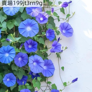 現貨🌸【牽牛花種子】（30粒）最新進日系朝顏種子 最全日系牽牛花品種 喇叭花種子重辦牽牛花種籽 四季陽台庭院盆栽觀賞