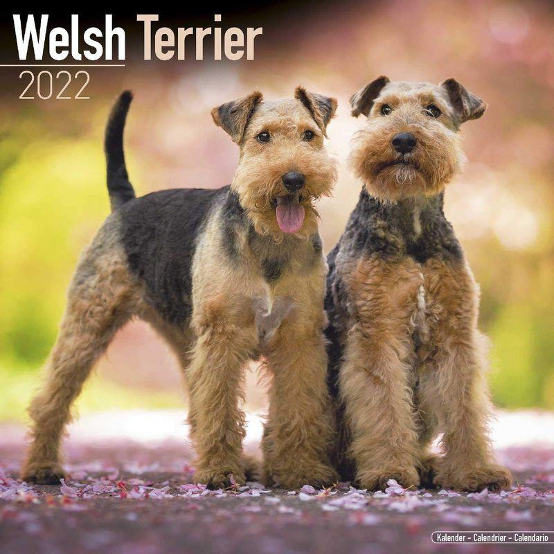 Welsh Terrier Wall Calendar