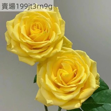 現貨 月光漫步玫瑰種子 （250粒）月季種子包對版 多年生可做切花 四季室內外庭院盆栽花卉種子 耐寒易活 鮮花種子