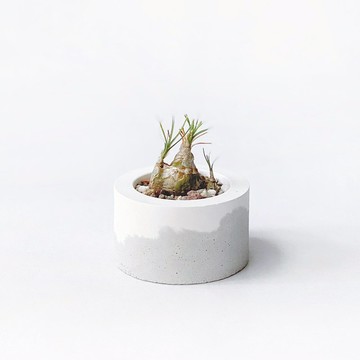 (現貨) 白灰漸層系列 | 哨兵花 小圓形雙色水泥多肉植栽