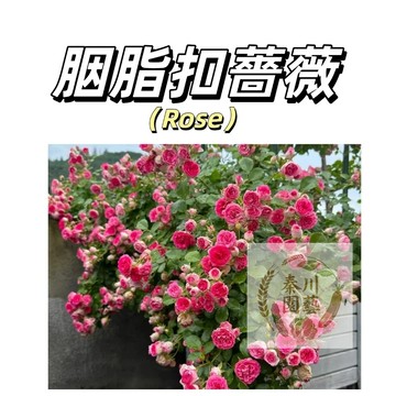 嘉義現貨（胭脂扣爬藤玫瑰種子MG-49）Rose薔薇種子 粉紅係群生薔薇月季種子庭院陽台灑下就能活懶人觀賞花卉花海種子