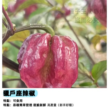 獵戶座辣椒種子（大辣）盆栽 陽台種菜 家庭農園 自種辣椒 高辣度 易栽種 蔬菜籽 居家園藝 台灣現貨