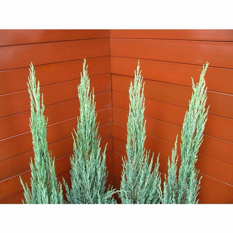 コニファー ブルーエンジェル100cm（コニファー,庭木,植木