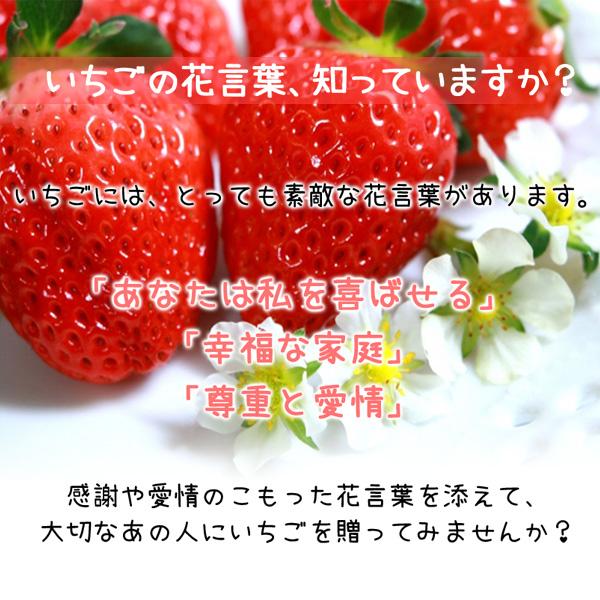 いちご 完熟 宮城 山元いちご農園 ２品種食べ比べセット 250g×2パック