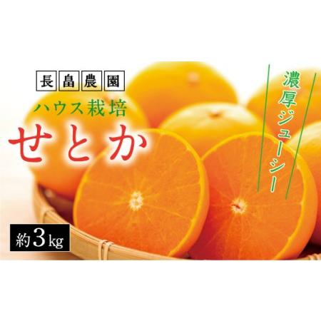 ふるさと納税 濃厚・ジューシー！ハウス栽培せとか　約3ｋｇ　化粧箱入り　＜2024年2月下旬より発送開始＞ 広島県尾道市