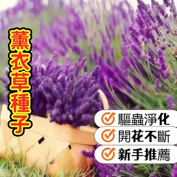 【英國狹葉薰衣草種子】 療愈香氛 驅蟲淨化 陽台盆栽 可做乾燥花 新手適種   耐熱品種精選 現貨發貨