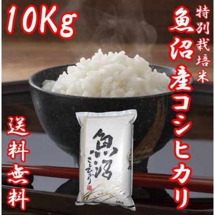 令和5年産 新米 魚沼産コシヒカリ 米 10kg お米 10kg 白米 送料無料 うまい米 極上 米高級 Ａランク 新潟コシヒカリ こしひかり 贈答用 ギフト 新潟県