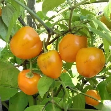 🌶️（Rocoto辣椒種子）新種上市（特辣） 植物矮小並多產 觀賞,食用辣椒種子 高度1-2米 庭院陽台盆栽種子