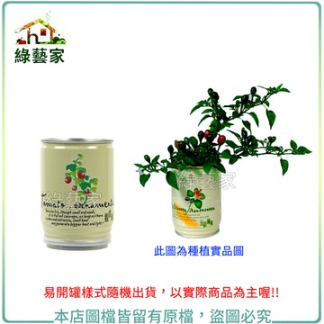 【綠藝家】iPlant易開罐花卉-五彩辣椒