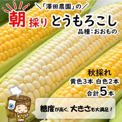 ふるさと納税 あわら市 秋とうもろこし 黄色 白色 計5本 おおもの 朝採り