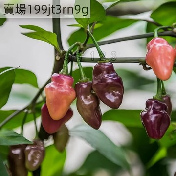 🌶️【紫色達爾戈•羅克薩 辣椒種子】🌶️新種上市 （辣）高度約為160CM果實芳香 高產可觀賞可食用種子 庭院陽台盆栽種