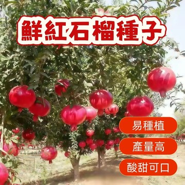 🌱鮮紅石榴種子SL -6盆景石榴 陽台庭院種植 四季播種植 水果種子 矮化盆栽 地栽 耐寒耐熱 四季播種 多款石榴種子🌷