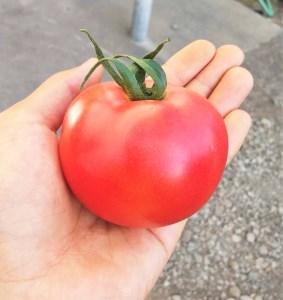 北海道栗山町産　うまみぎっしり大玉トマト２kg