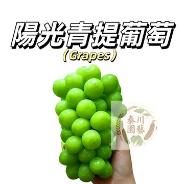嘉義現貨（陽光青提葡萄種子PT-21 ）陽光玫瑰 爬藤綠果葡萄甜度高~日本品種耐熱南北部種植庭院水果種子#Grape