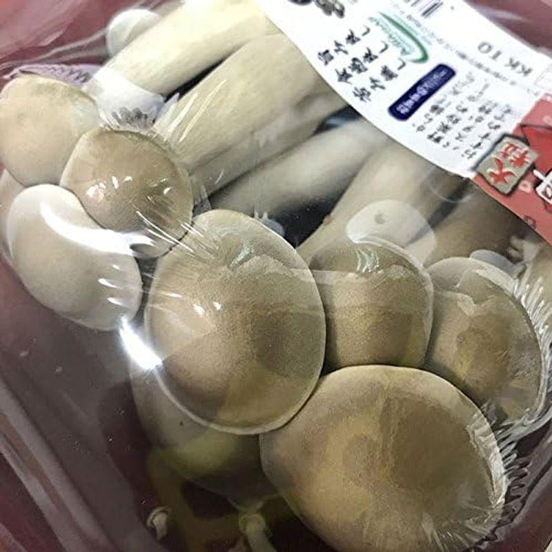 京都府産 京丹波 大粒丹波しめじ（ハタケシメジ） 1パック(100g)×20入り箱