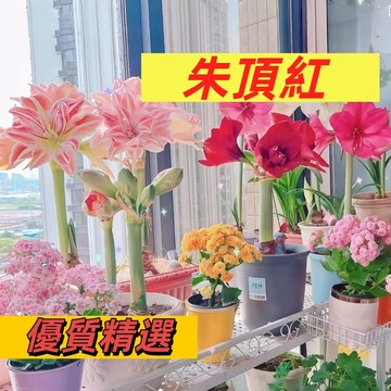 【現貨速發】重辦朱頂紅種子  新年好彩頭 鴻運當頭 富貴吉祥｜室內陽台可種 開花超震撼 新手易種植 #林木花卉種子