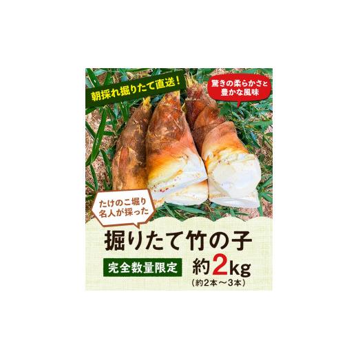 ふるさと納税 熊本県 御船町 熊本県 御船町 掘りたて たけのこ 2kg タケノコ 竹の子 冷蔵 ギフト グルメ 野菜 お祝い 春 筍《2024年3月…