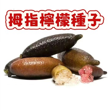 次日達-（拇指檸檬種子）稀有新品種 新籽 發芽率高 產量高 營養豐富 新手易種植 陽台庭院盆栽 #超優惠