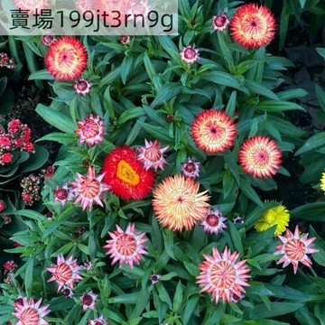 現貨💐【麥杆菊種子】（250粒）新品種 多年生四季開花種籽 可做切花 撒土即活 庭院陽台室內外盆栽種子 易種植 發芽率高
