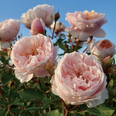 18cm 薔薇 苗の通販 9 127件の検索結果 Lineショッピング