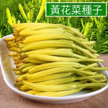 🥬（食用黃花菜種子）今年新種 金針菜籽 四季易種 忘憂草種子 天然補腦安神種子 黃花菜種苗 觀賞蔬菜種子