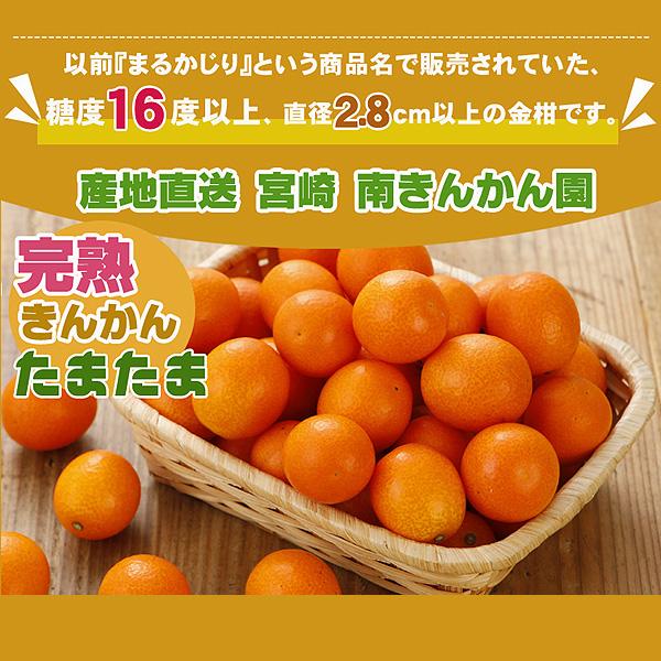 最高糖度18度 減農薬 宮崎産 完熟 きんかん 金柑 1kg Lサイズ 贈答用 産地直送