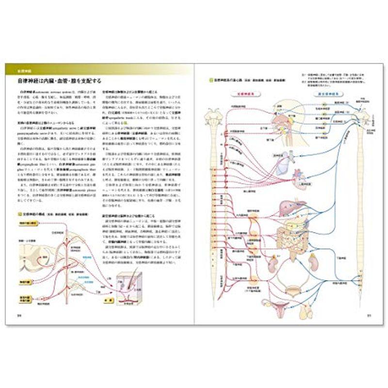 カラー図解 人体の正常構造と機能〈9〉神経系(2)改訂第4版
