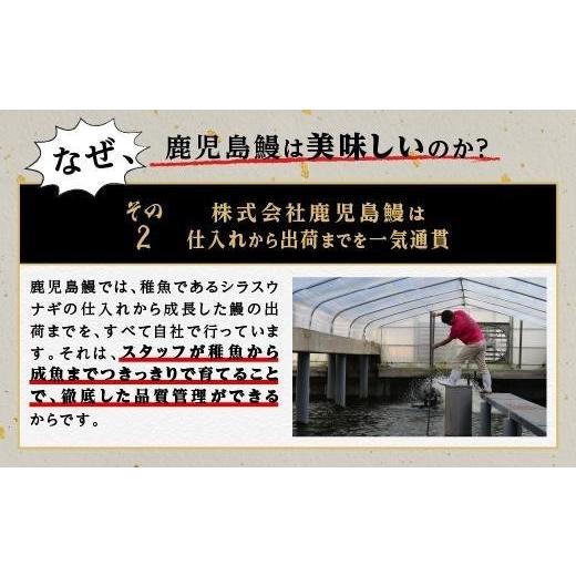 ふるさと納税 鹿児島県 大崎町 うなぎ 蒲焼 150g以上×3尾 鹿児島産 地下水で育てた絶品 鰻