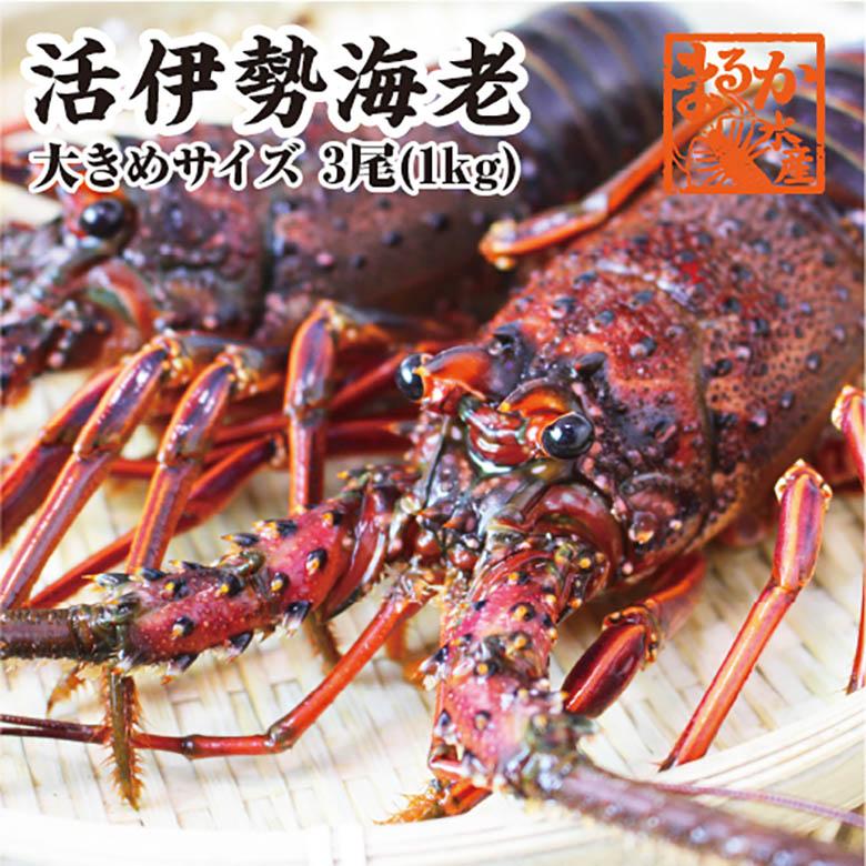 伊勢海老 ３尾 １ｋｇ わけあり 大きめサイズ 送料無料 [活伊勢海老]