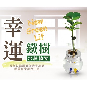懶人救星療癒水耕植栽招財樹
