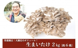 うまみ＆栄養が自慢♪の生まいたけ２ｋｇ（約６株）