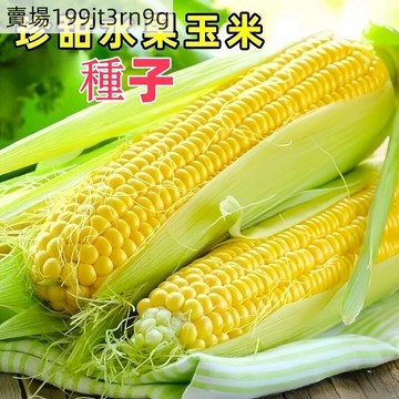 現貨🌽【超甜水果玉米種子】🌽（50粒）四季種植 脆爽爆漿甜玉米 可生吃四季蔬菜種子 大棒早熟高產