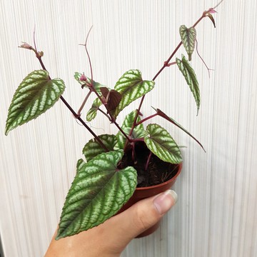 P老闆園藝~錦葉葡萄 3吋盆 6吋盆