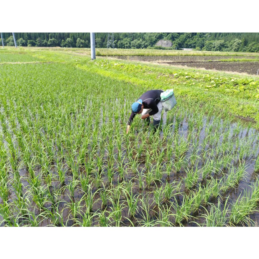 令和５年度産・秋田県産あきたこまち5kg