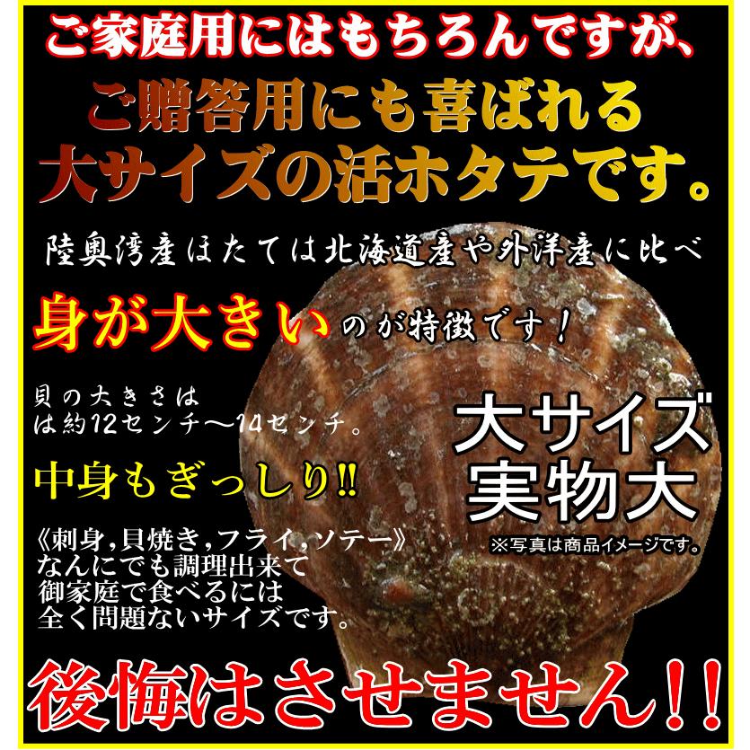 青森 ホタテ 殻付き 活ほたて 大サイズ2キロ 送料無料 青森 陸奥 貝柱が美味 ほたて 2kg（約8枚-12枚）お取り寄せ 海産