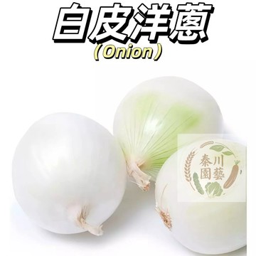 嘉儀現貨（白皮洋蔥種子）新疆白洋蔥白牙子自種新鮮涼拌蔬菜蔥頭涼拌脆嫩多汁配菜皮牙子洋蔥#蔬菜種子